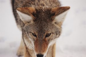Wolf at the Door